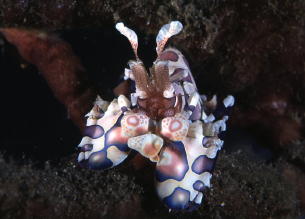 Harlequin Shrimp