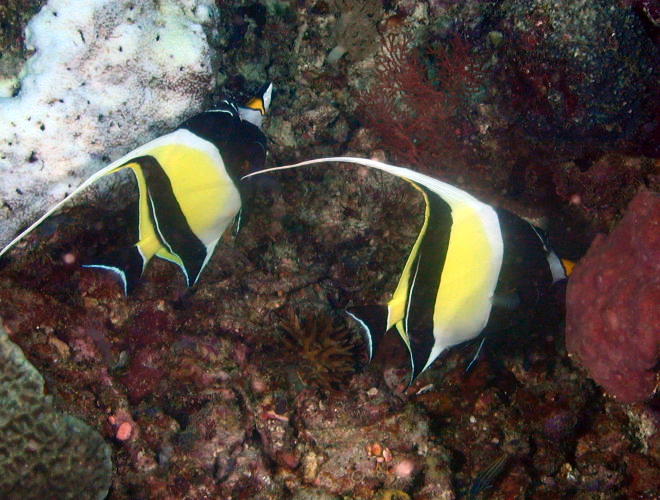 Moorish Idols