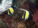 Moorish Idols