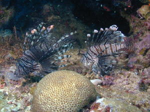 Lionfish