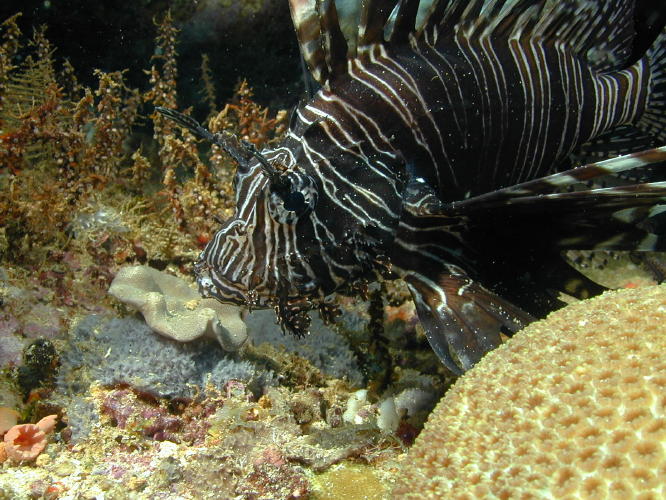 Lionfish