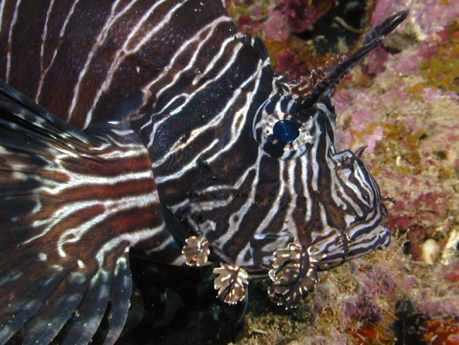 Lionfish