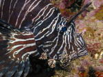 Lionfish