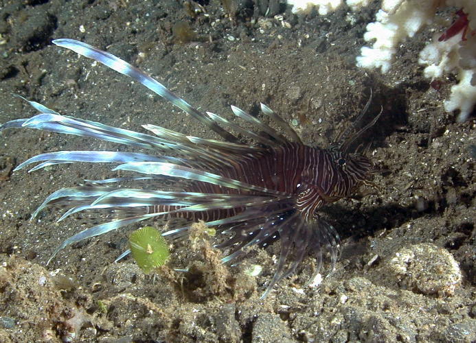 Juvenile Lionfish