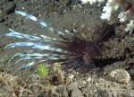 Juvenile Lion Fish