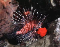 Lion Fish - GAL Photo