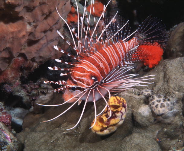 Lion Fish