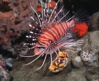 Lion Fish - GAL Photo