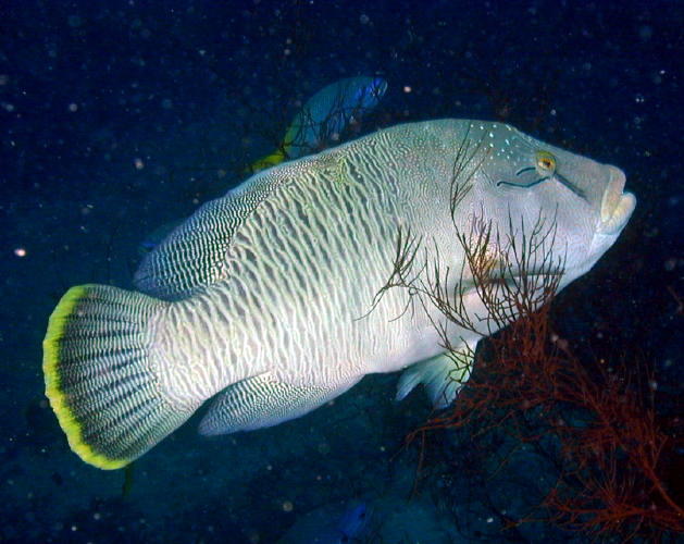 Napoleon Wrasse