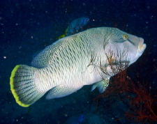 Napoleon Wrasse - GAL Photo