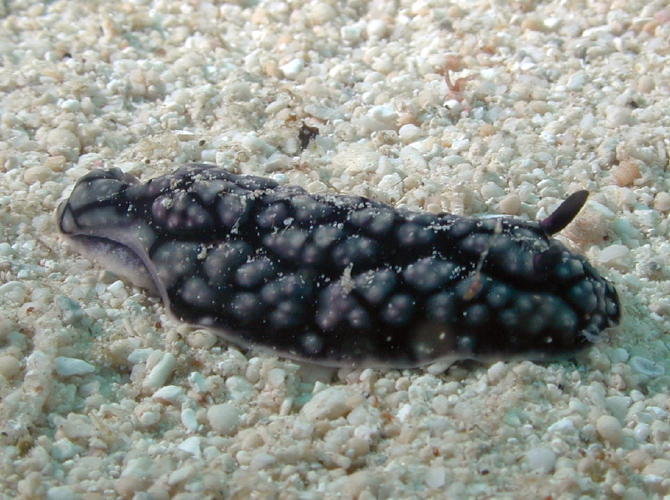 Nudibranch