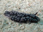 Nudibranch