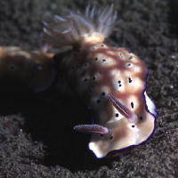 Nudibranch - GAL Photo