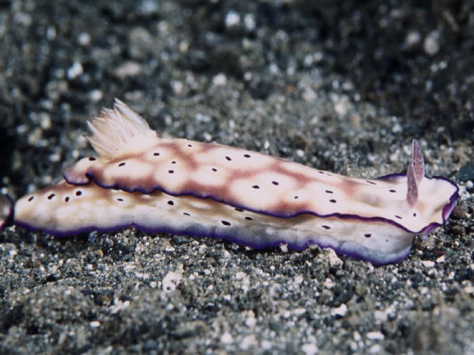 Nudibranch