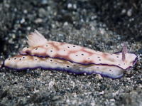 Nudibranch