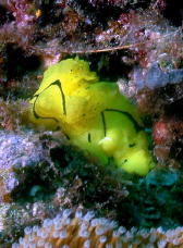 Nudibranch