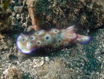 Nudibranch