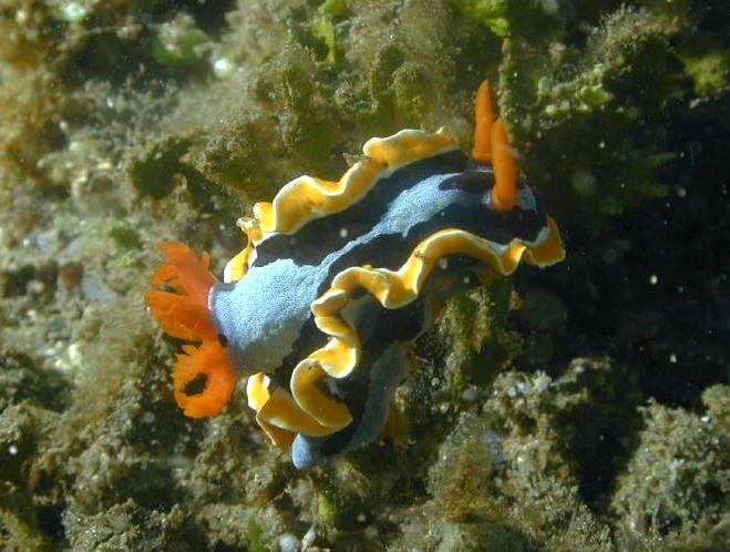 Nudibranch