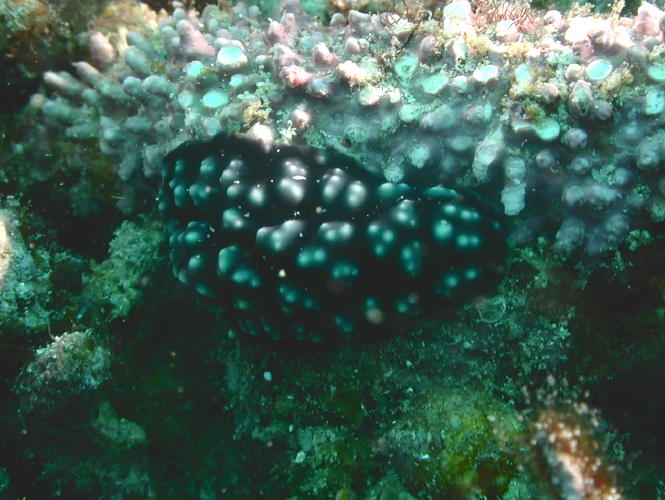 Nudibranch