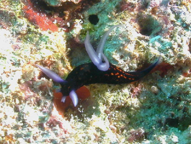 Nudibranch