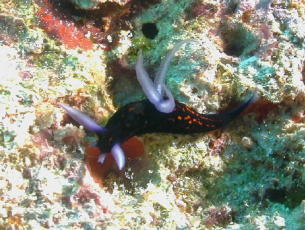 Nudibranch