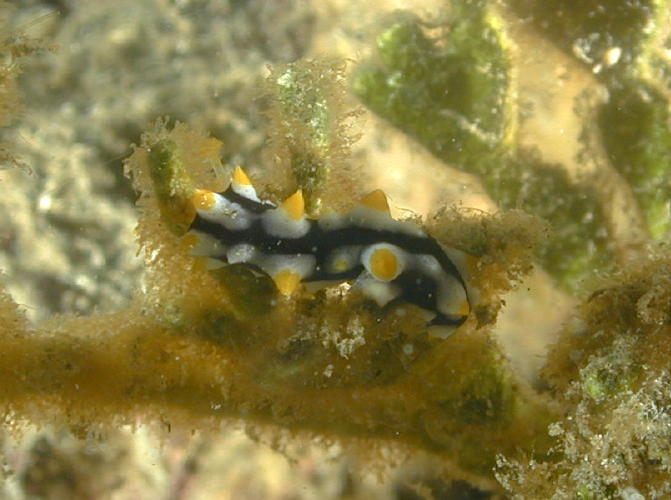 Nudibranch