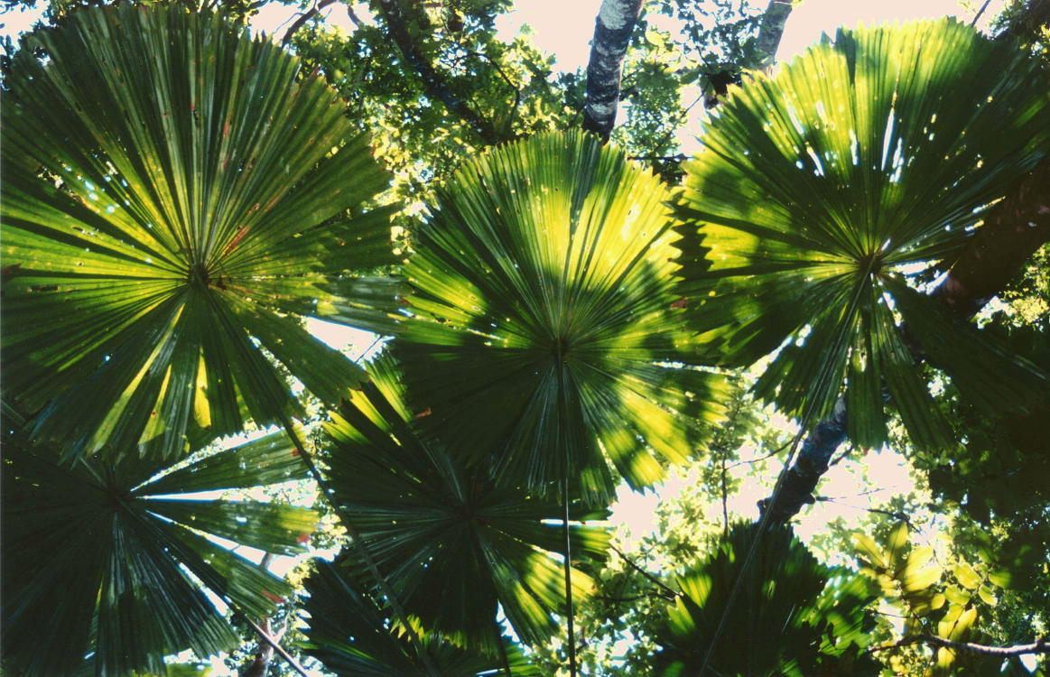 Palms