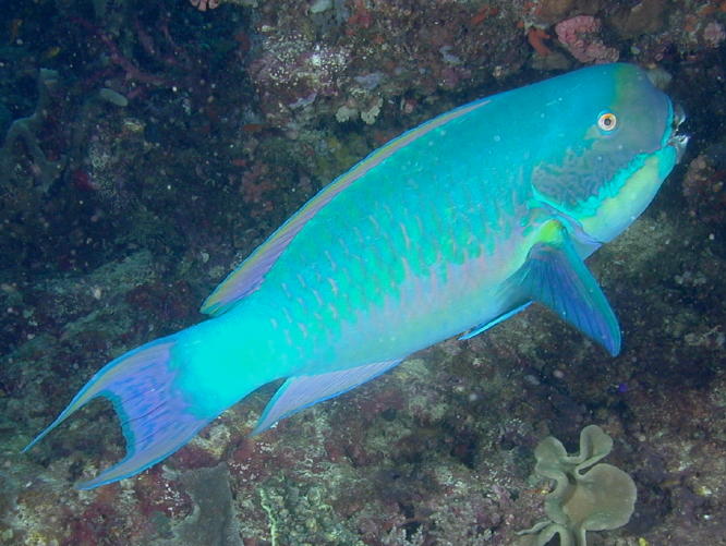 Parrot Fish