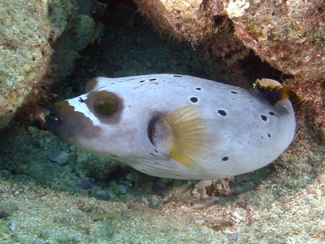 Puffer Fish