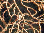 Pygmy Seahorses