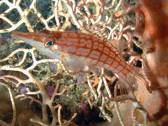 Oh, wait - it's a Hawkfish!