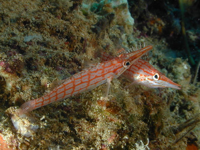 Hawkfish - plural