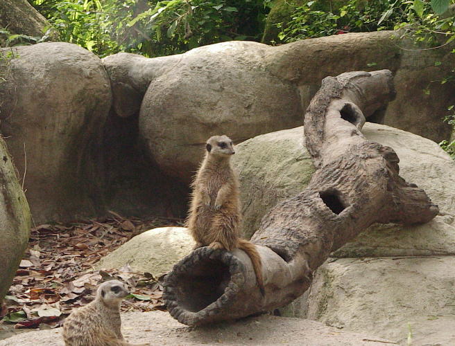 Meerkats