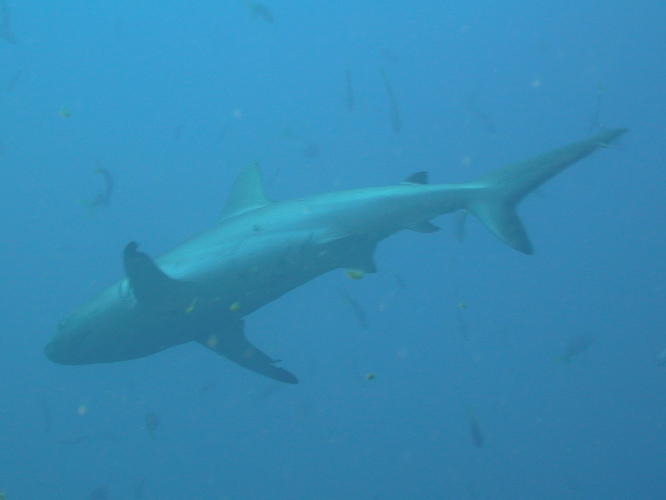 Shark