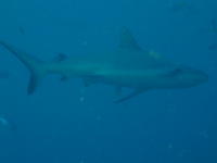 Shark