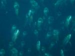Jaws