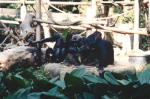 Chimpanzees