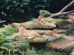 Lions