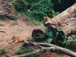 Lion Cubs