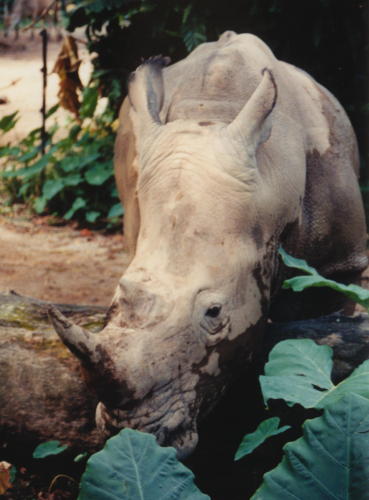 Rhinoceros