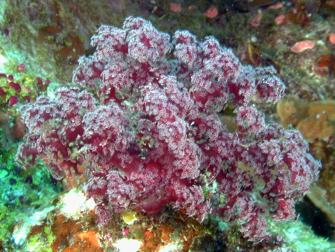 Soft Coral