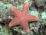 Starfish