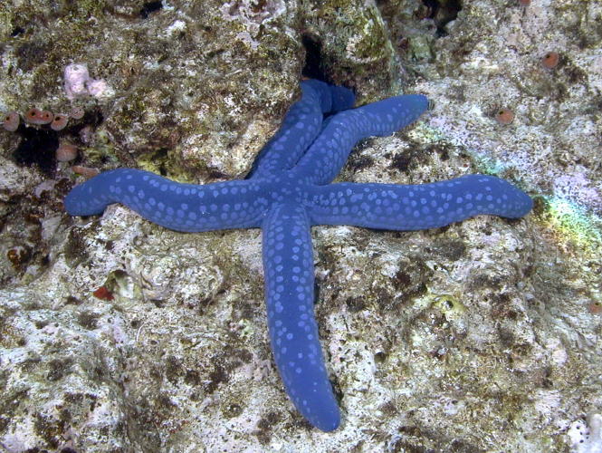 Starfish