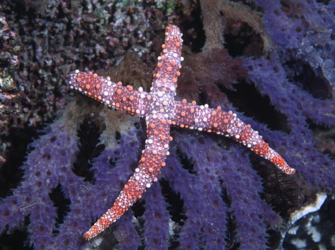 Starfish