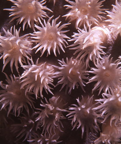 Tubastrea