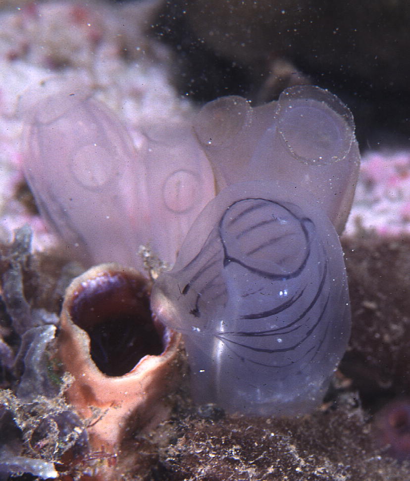 Tunicate