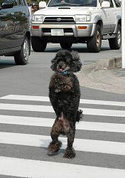 Crossing Guard