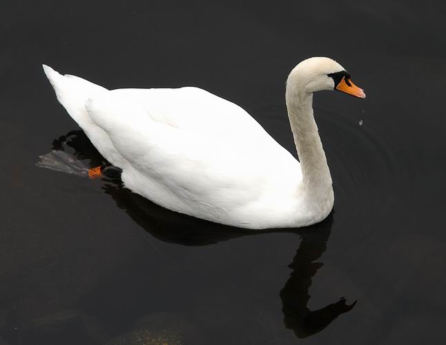 Loch Lomond Resident