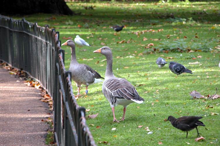 Geese in St James Park