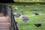 Geese in St James Park